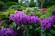 Azaleas, Pinxterbloom púrpura Flor