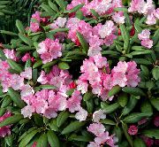 bleikur Blóm Azaleas, Pinxterbloom (Rhododendron) mynd