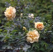 Strand Rose appelsin Blomst
