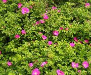 flowering shrubs and trees Beach Rose Rosa-rugosa
