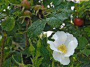 білий Квітка Троянда Зморшкувата (Троянда Ругоза) (Rosa-rugosa) фото