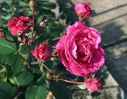 Rosa rosa Flor