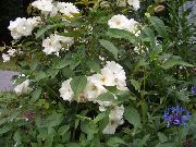 balts Zieds Polyantha Rožu (Rosa polyantha) foto