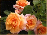 Polyantha Rosa naranja Flor