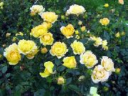 dzeltens Zieds Polyantha Rožu (Rosa polyantha) foto