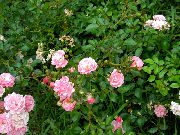 Polyantha Роза розов Цвете