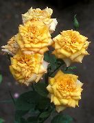 жълт Цвете Grandi Флора Роза (Rose grandiflora) снимка