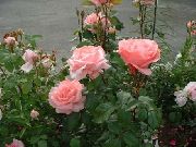 Grandi Флора Роза розов Цвете