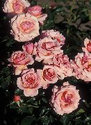 розов Цвете Grandi Флора Роза (Rose grandiflora) снимка