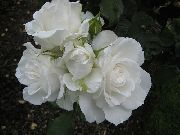 baltas žiedas Grandiflora Išaugo (Rose grandiflora) nuotrauka