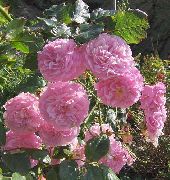 Rosa Rambler, Subindo Rosa rosa Flor