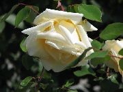 Rožu Rambler, Kāpšana Rozes dzeltens Zieds