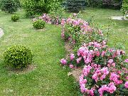 рожевий Квітка Троянда Грунтопокривна (Rose-Ground-Cover) фото
