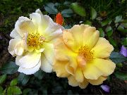 жовтий Квітка Троянда Грунтопокривна (Rose-Ground-Cover) фото