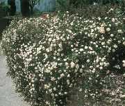 білий Квітка Троянда Грунтопокривна (Rose-Ground-Cover) фото