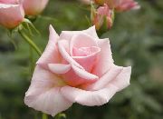 bleikur Blóm Hybrid Tea Rose (Rosa) mynd