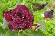 Hybrid Tea Rose burgundy Blóm