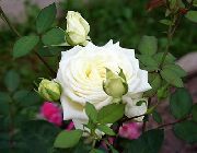 hvítur Blóm Hybrid Tea Rose (Rosa) mynd