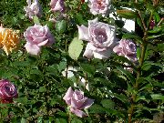 Hibrīds Tēja Rožu ceriņi Zieds