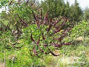 violetti Kukka Indigobush, Vääriä Indigo, Paskiainen Indigo, Joki Heinäsirkka (Amorpha-fruticosa) kuva