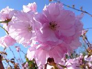 Prunus, Árvore De Ameixa rosa Flor