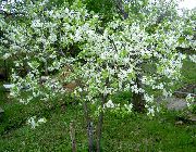 flowering shrubs and trees Prunus, plum tree Prunus
