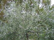 silvery Plandaí Pendulous Saileach-Leaved Piorra, Gol Piorraí Airgid (Pyrus salicifolia) grianghraf