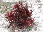 bordo Bitki Kırmızı-Havlamaya Kızılcık, Kızılcık Ortak (Cornus) fotoğraf
