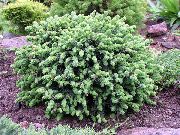 lichtblauw Plant Alberta Spar, Zwarte Heuvels Spar, Witte Sparren, Canadese Sparren (Picea glauca) foto