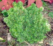 groen Plant Alberta Spar, Zwarte Heuvels Spar, Witte Sparren, Canadese Sparren (Picea glauca) foto