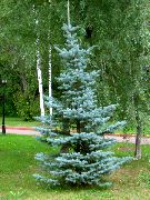 lyseblå Plante Colorado Blå Gran (Picea pungens) foto