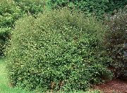 緑色 プラント 低木のスイカズラ、ボックススイカズラ、ボックス葉スイカズラ (Lonicera nitida) フォト