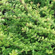 緑色 プラント 低木のスイカズラ、ボックススイカズラ、ボックス葉スイカズラ (Lonicera nitida) フォト