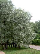 серабрысты Расліна Вярба (Salix) фота