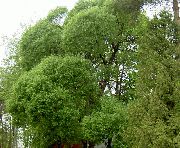 svetlo zelena Rastlina Vrba (Salix) fotografija