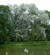   ,   ()  Salix alba Chermesina