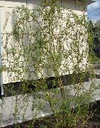 žalias augalas Gluosnis (Salix) nuotrauka