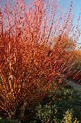 burgundia Taim Paju (Salix) foto