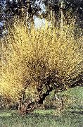 黄 プラント 柳 (Salix) フォト