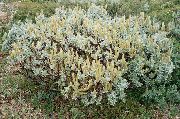 сріблястий Рослина Верба (Salix) фото