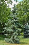 zelena Biljka Plačući Deodar, Deodar Cedar, Himalajski Cedar (Cedrus-deodara) foto