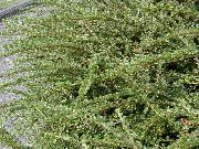 verde Planta Horizontalis Cotoneaster (Cotoneaster horizontalis) foto