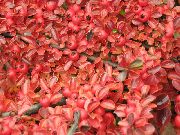 Horizontalis Cotoneaster rojo Planta