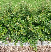 zielony Roślina Irga Zabezpieczeń, Europejskiej Irga (Cotoneaster) zdjęcie