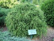 მწვანე ქარხანა Sawara კვიპაროსი, Sawara ცრუ კვიპაროსი, ბულვარის კვიპაროსი, ლურჯი Moss Cypress (Chamaecyparis pisifera) ფოტო