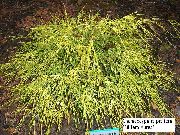 galben Plantă Sawara Chiparos, Sawara Chiparos False, Bulevard Chiparos, Albastru Chiparos Mușchi (Chamaecyparis pisifera) fotografie
