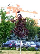 burgundietis Augs Kļava (Acer) foto