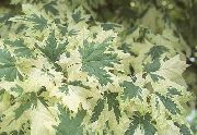 flerfarvet Plante Ahorn (Acer) foto
