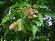 зелен Растение Клен (Acer) снимка