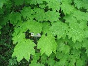 gaiši zaļš Augs Kļava (Acer) foto